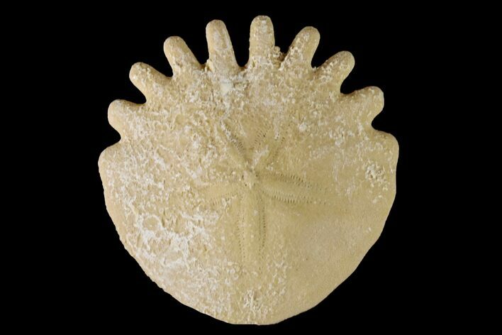 Fossil Sand Dollar (Heliophora) - Boujdour Province, Morocco #160290